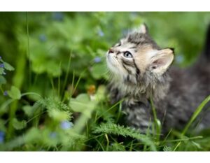 200+Top Female Cat Names That Start With T