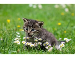 100+Top Female Cat Names That Start With U