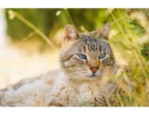 100+Top Female Cat Names That Start With X