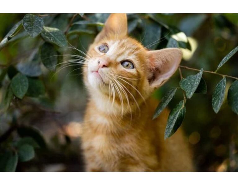 Top 200+ Cat Names Starting with Y