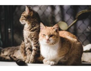 100+Top Female Cat Names That Start With Z