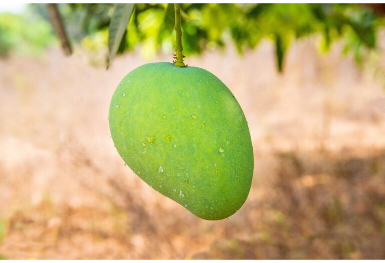 Scientific Name of Mango