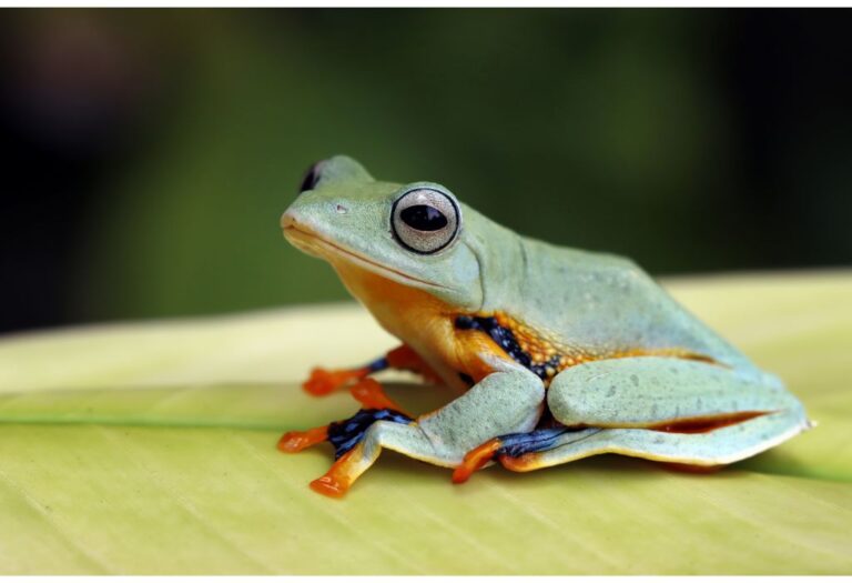Scientific Names of Frog