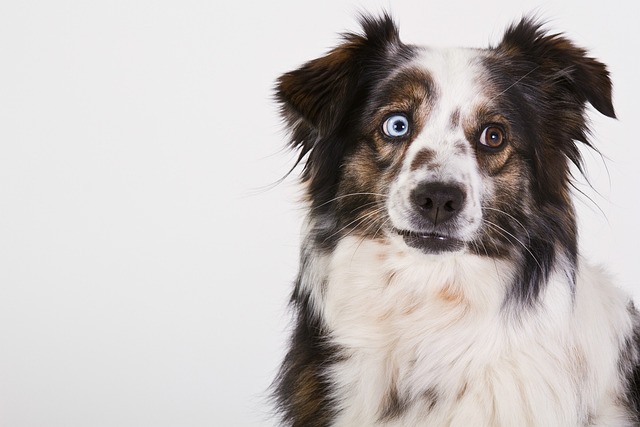 100 Most Popular Australian Shepherd Dog Names