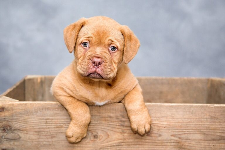 100 Popular Middle Names for Dogs