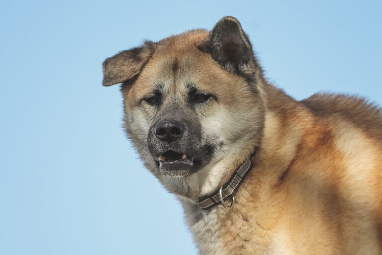 Akita Dog Names with Meanings (Male & Female)
