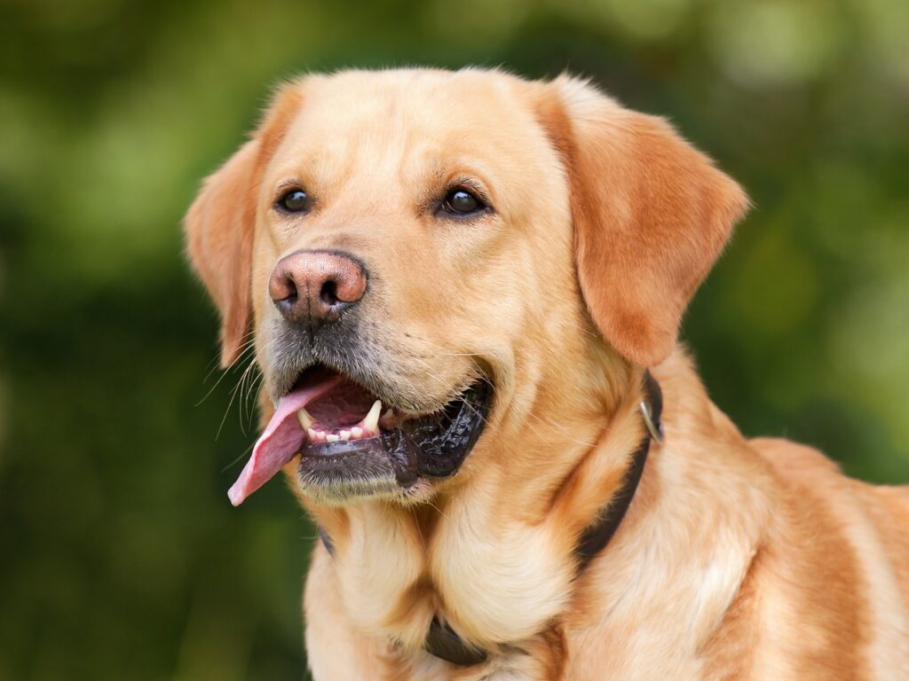 Labrador Retriever Names