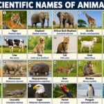 Scientific Names of Animals: Complete List With Meanings