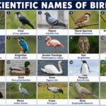 Scientific Names of Birds: Complete List With Meanings