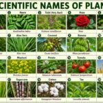 Scientific Names of Plants: Complete List With Meanings